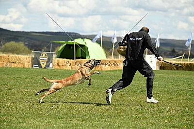 Fire vom schnellen Falken