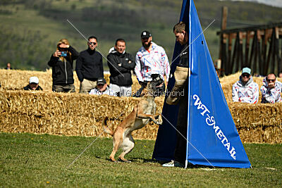 Fire vom schnellen Falken