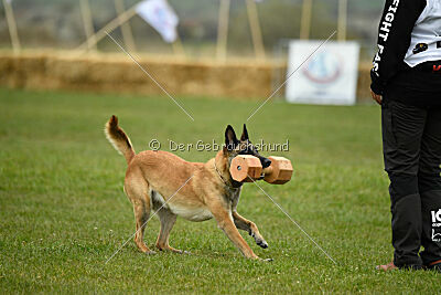 Fire vom schnellen Falken