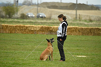 Fire vom schnellen Falken