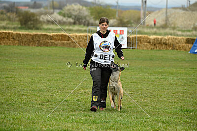 Fire vom schnellen Falken