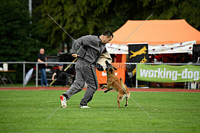 Fire vom schnellen Falken