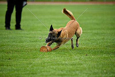 Fire vom schnellen Falken