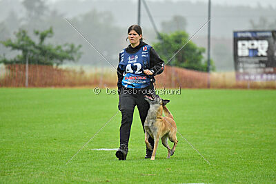 Fire vom schnellen Falken