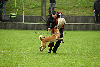 Fire vom schnellen Falken