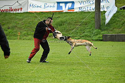 Fire vom schnellen Falken