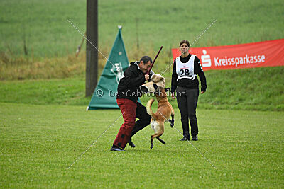 Fire vom schnellen Falken