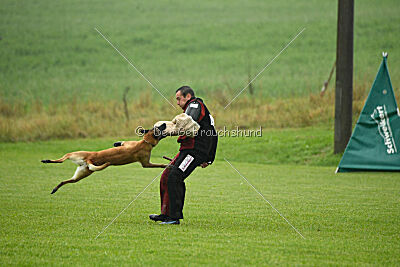 Fire vom schnellen Falken