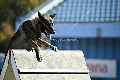 Freddy Tespo Bohemia