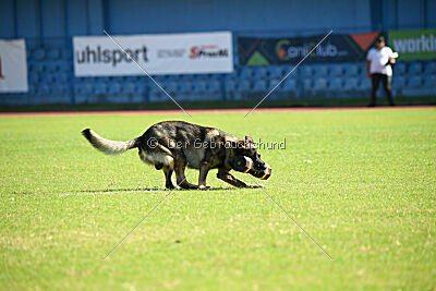 Freddy Tespo Bohemia