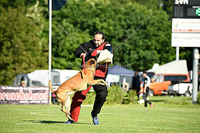 Friedel vom schnellen Falken
