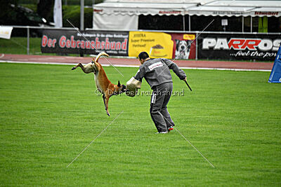 Friedel vom schnellen Falken