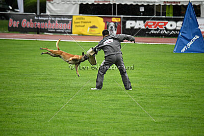 Friedel vom schnellen Falken