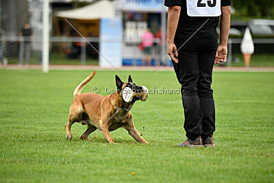 Friedel vom schnellen Falken
