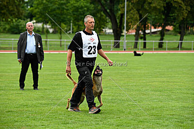 Friedel vom schnellen Falken