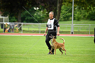 Friedel vom schnellen Falken