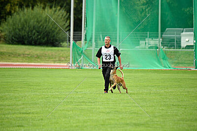 Friedel vom schnellen Falken