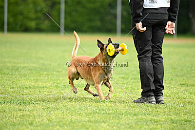 Friedel vom schnellen Falken