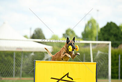Friedel vom schnellen Falken