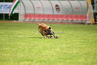 Friedel vom schnellen Falken