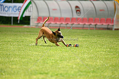 Friedel vom schnellen Falken