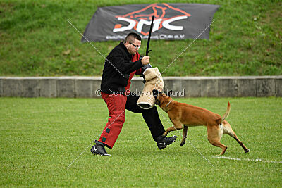 Friedel vom schnellen Falken