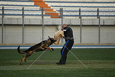Fritz vom Niederheider Hof