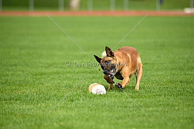 Furan vom Streitwald