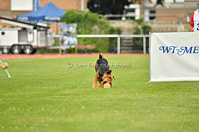 Fynn vom roten Milan