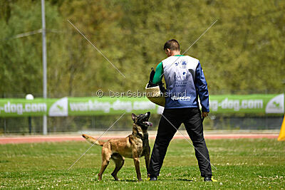 G'Dracarys Force Canina