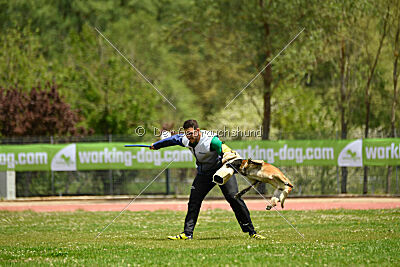 G'Dracarys Force Canina