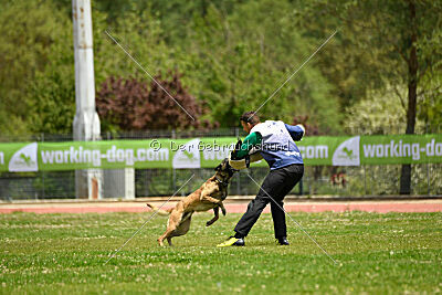 G'Dracarys Force Canina