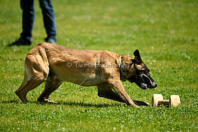 G'Dracarys Force Canina