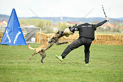 Geero z Údolí Jizery