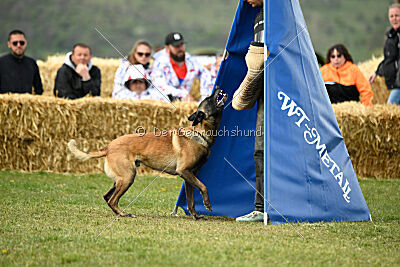Geero z Údolí Jizery