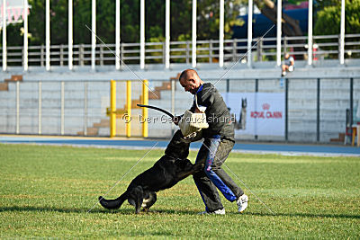 Gero z Berounske basty