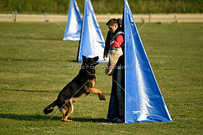 Gerry vom alten Lindenstumpf