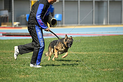 Gesper vom Wolfisherde