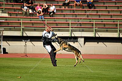 Gesper vom Wolfisherde