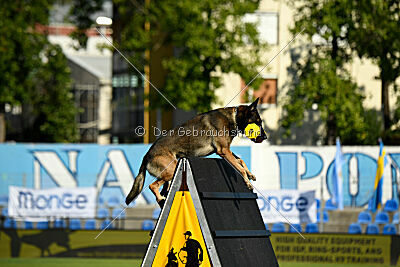 Ginger of Brave House JP