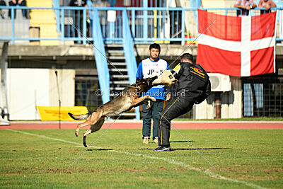 Ginger of Brave House JP