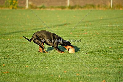 Grace von der Leibgarde