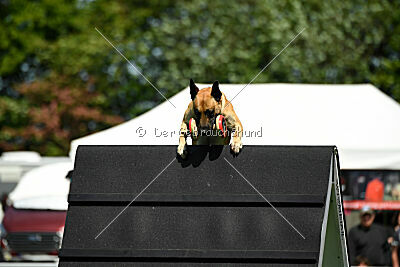 Greek vom schnellen Falken