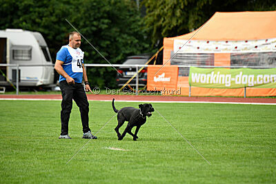 Greif vom Hatzbachtal