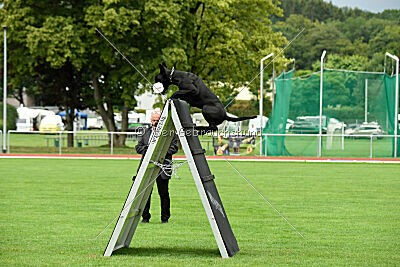 Greif vom Hatzbachtal