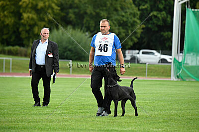 Greif vom Hatzbachtal