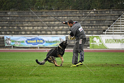 Grisu vom Wolfsdreieck