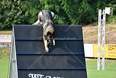 Gwen von den Koschis