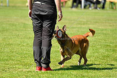 Hanni vom blauen Mistral