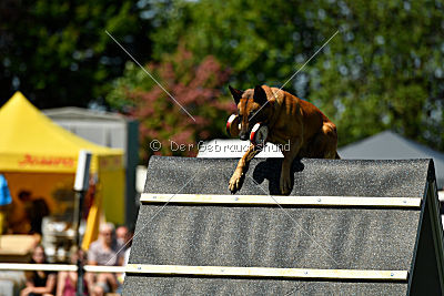 Hanni vom blauen Mistral